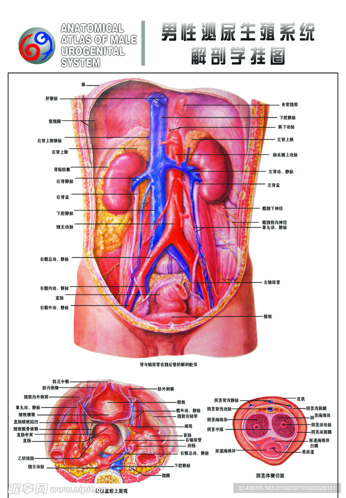 男性生理系统挂图
