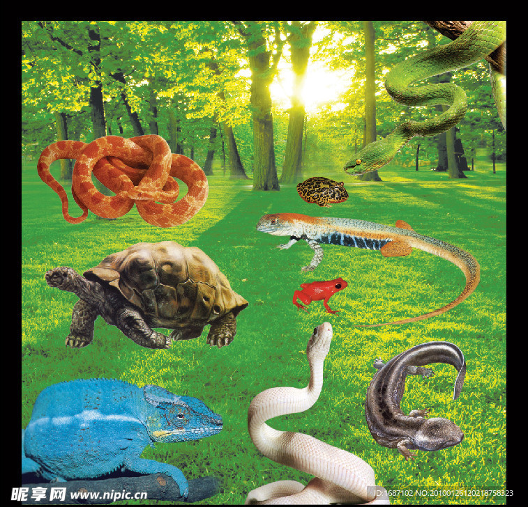 各种动物 蛇 乌龟 青蛙
