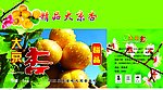 水果京杏包装