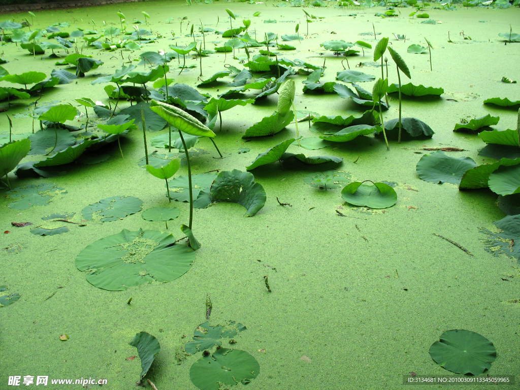 绿色荷塘