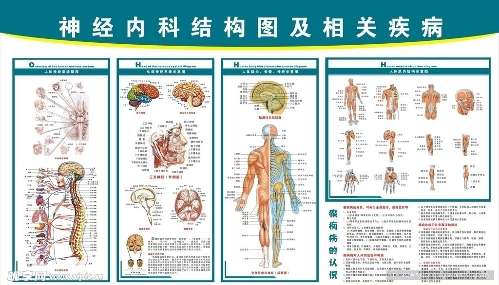 神经内科挂图