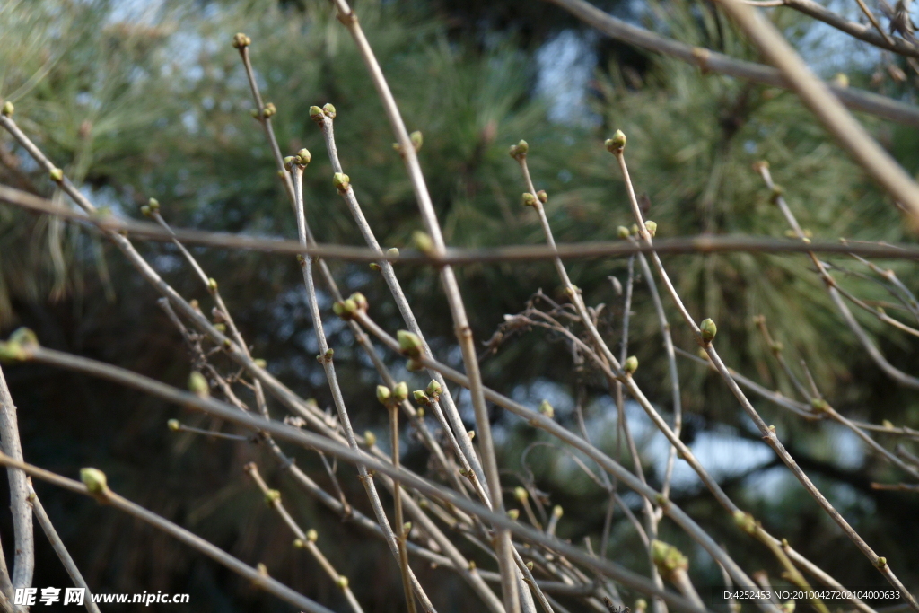 东北春天的复苏 树枝