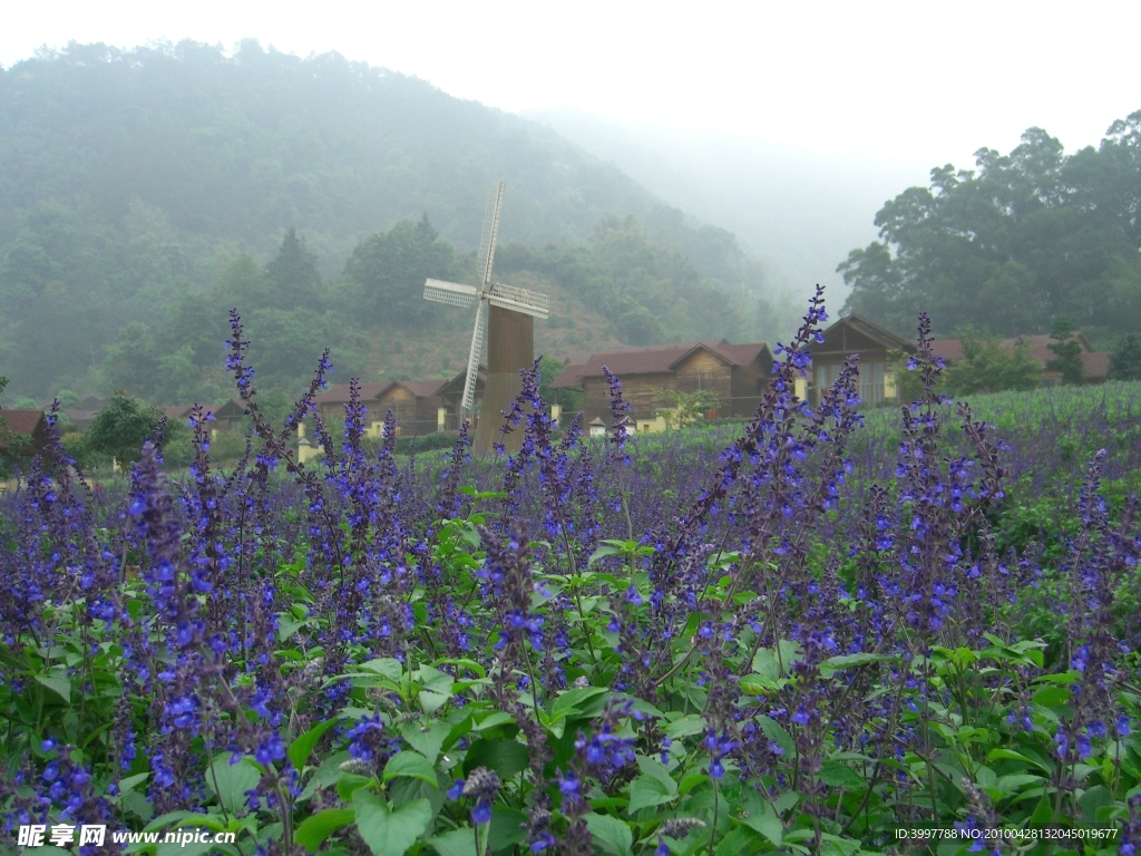 薰衣草与风车
