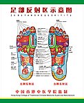 足部反射区示意图
