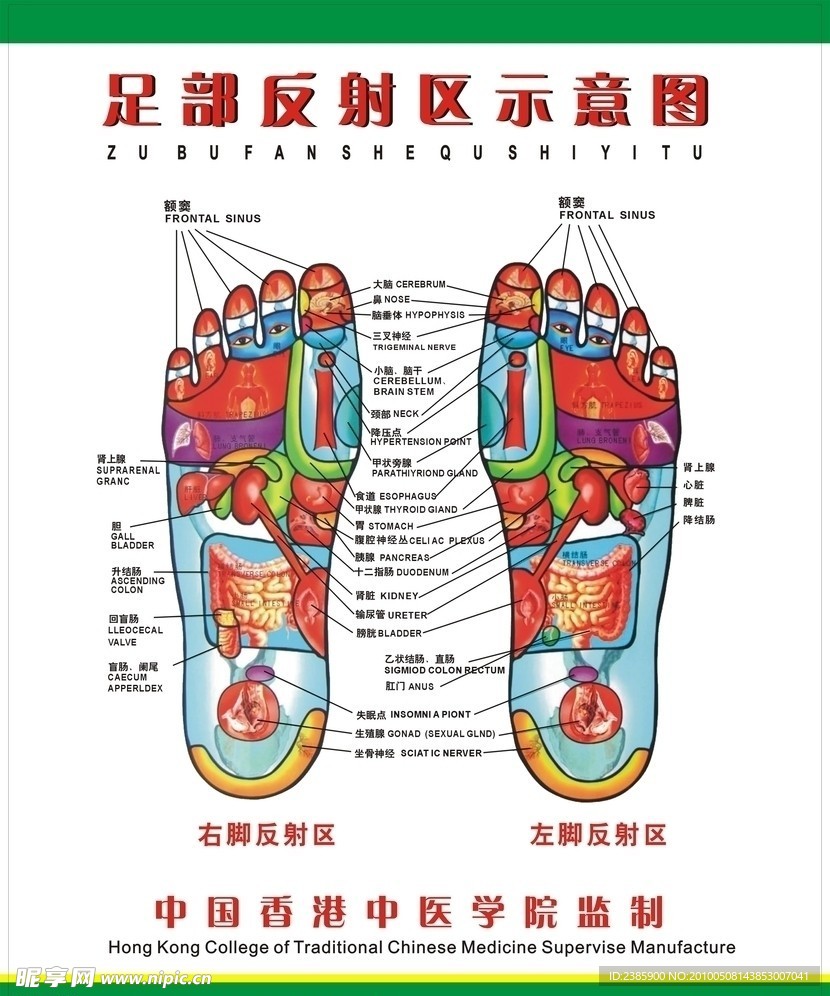 足部反射区示意图