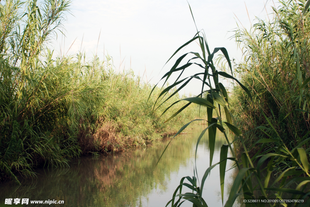 芦苇荡