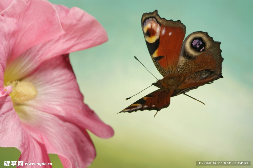 高清微距摄影图片