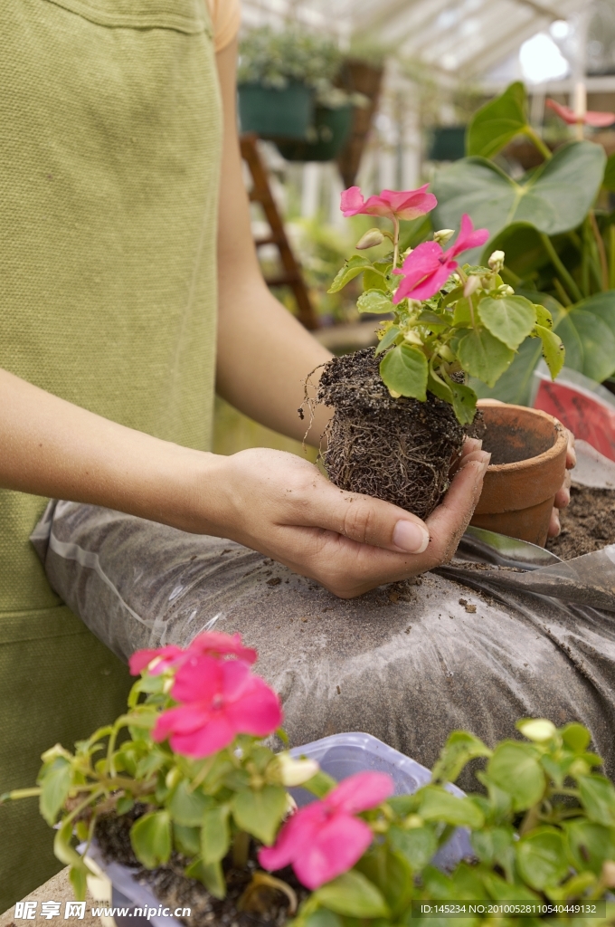 园林园艺高清图