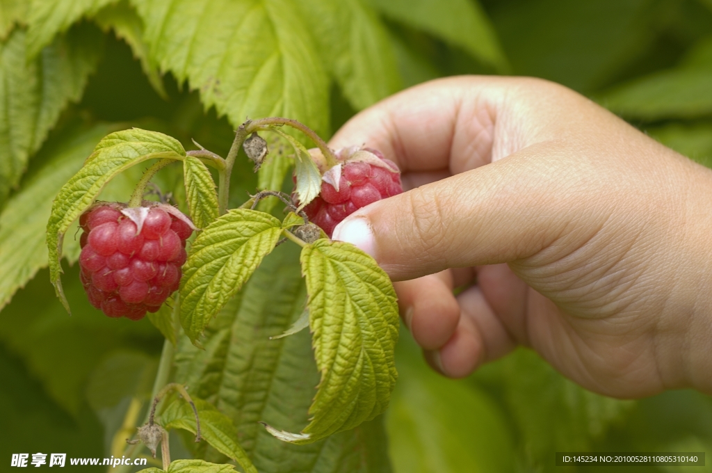 园林园艺高清图