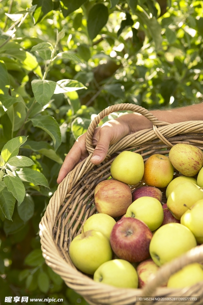 园林园艺高清图