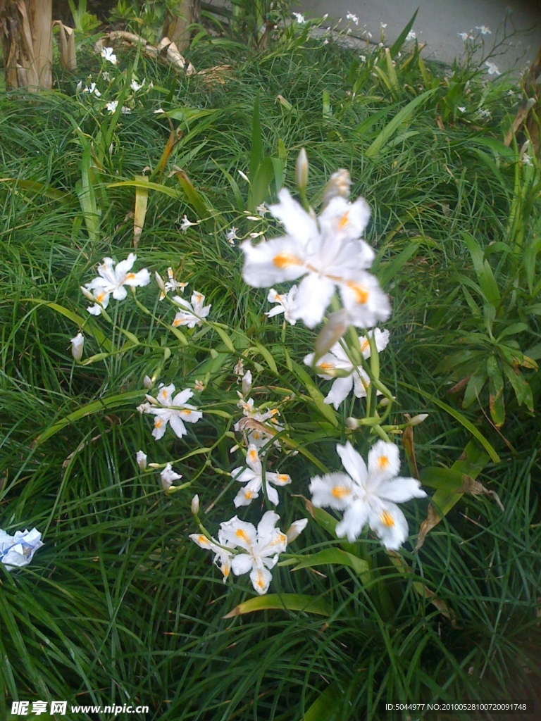 建筑坏境花草参考