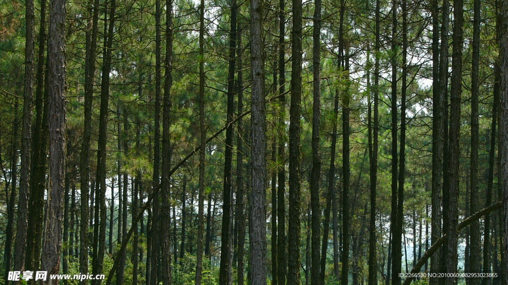 松树林
