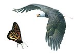 鹰和蝴蝶