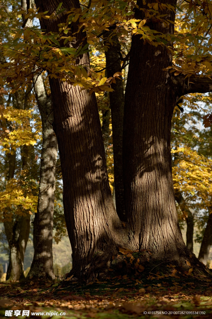 树 古树 树干