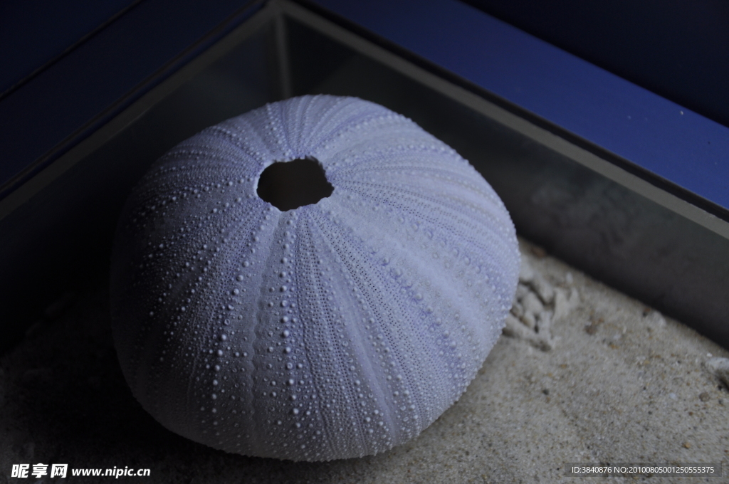 贝壳 贝类 海贝