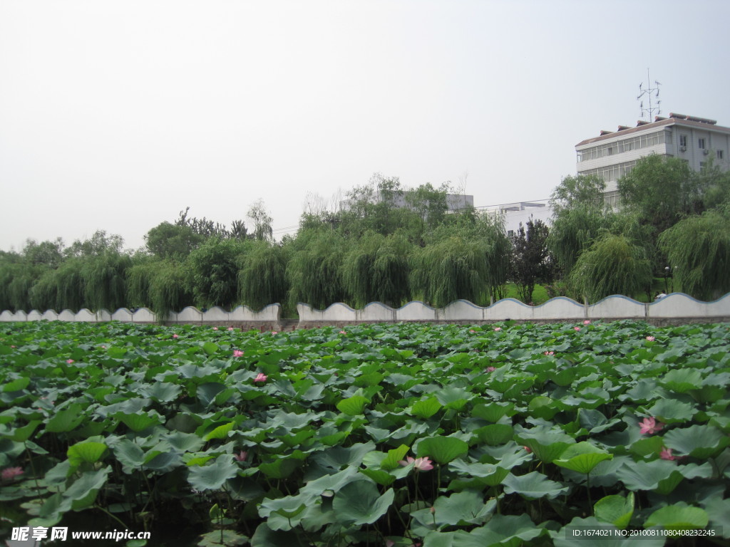 房山区良乡刺猬河荷叶风景