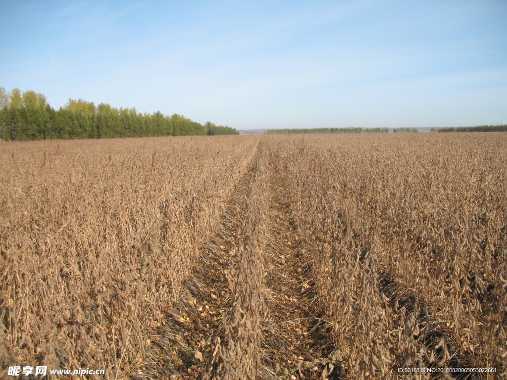 红星农场待收获的大豆地