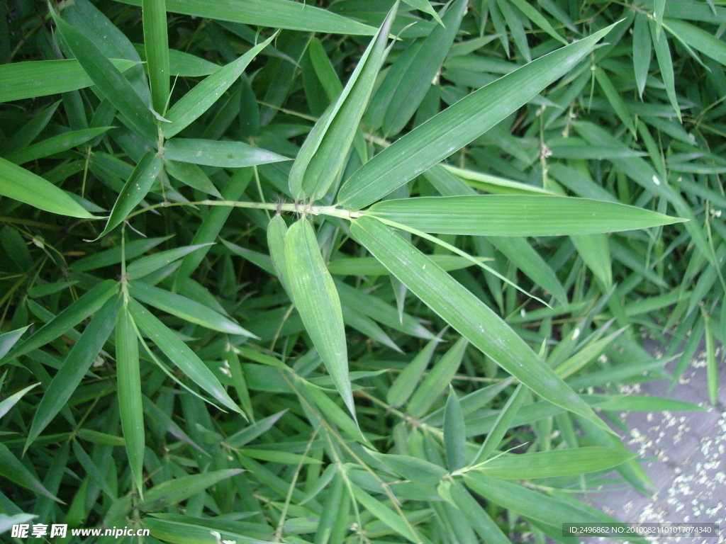 植物竹子