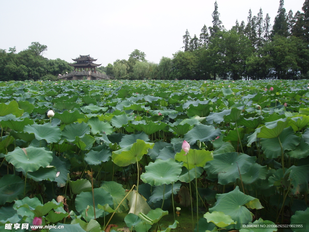 浙江西湖曲院风荷