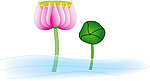矢量荷花
