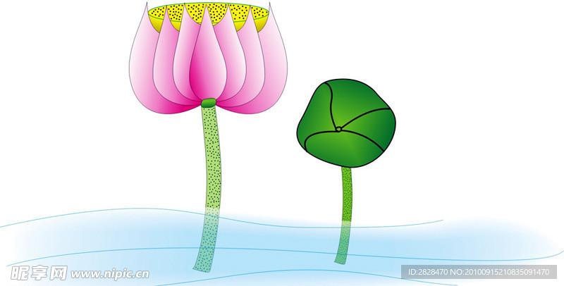 矢量荷花