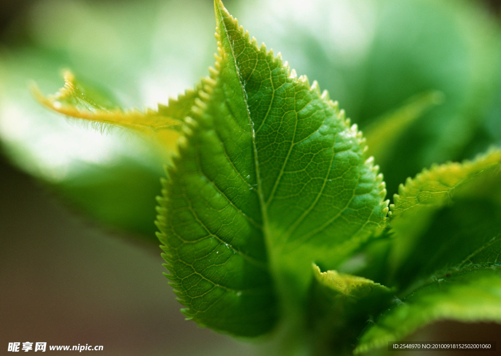 树叶特写