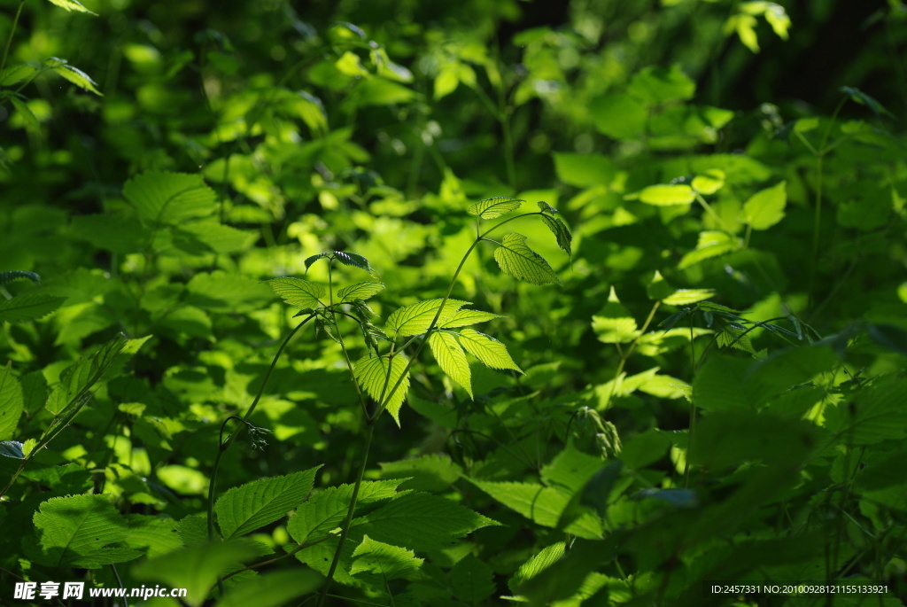 绿色树叶