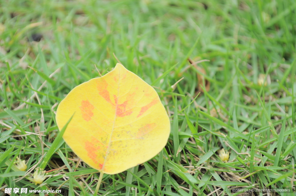 黄叶绿草