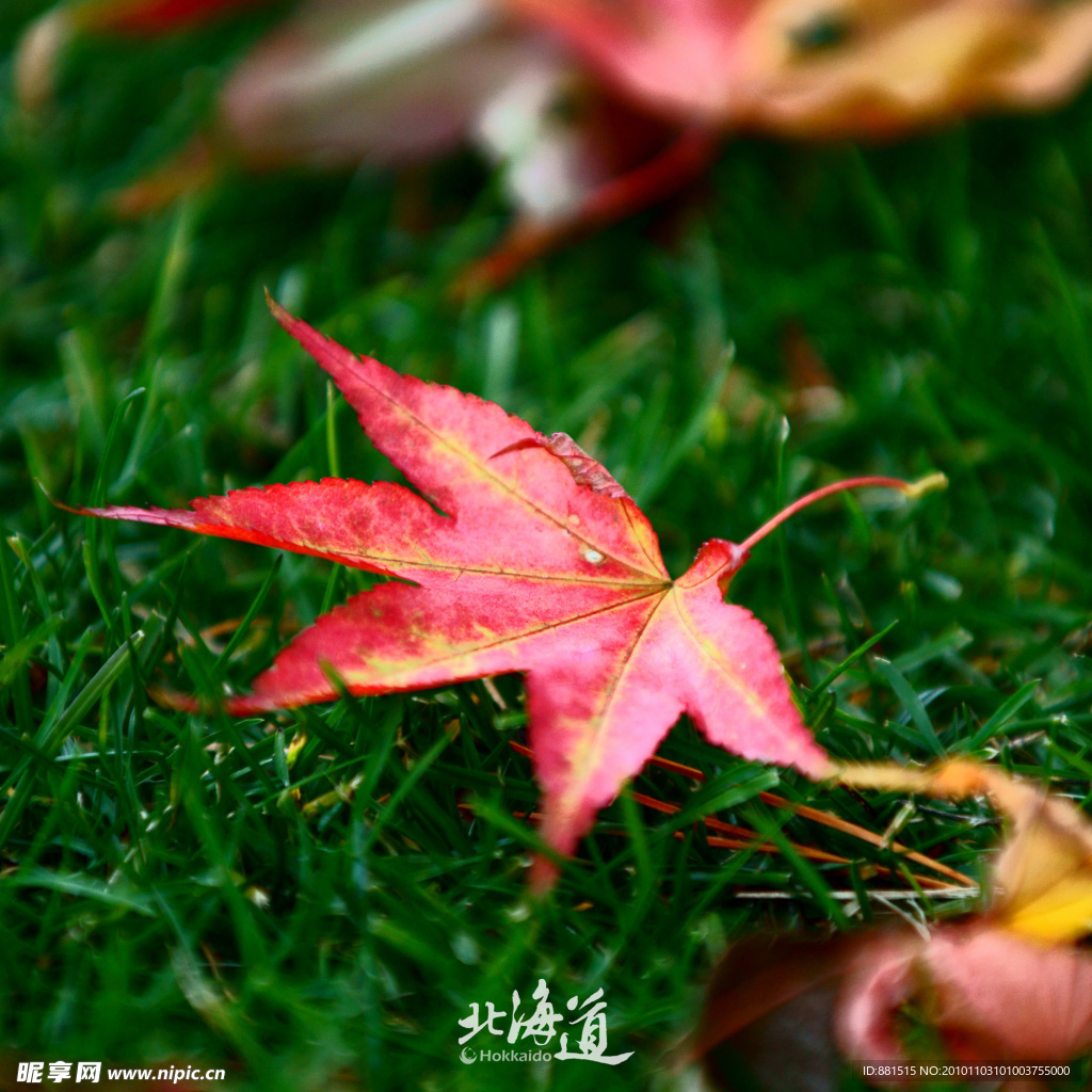 北海道红叶