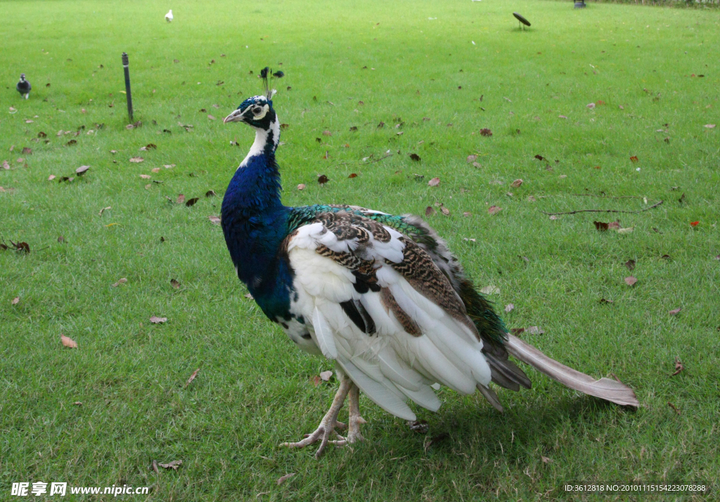 孔雀 草坪