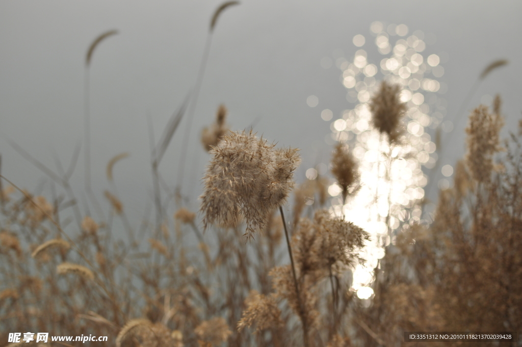 芦苇 池塘
