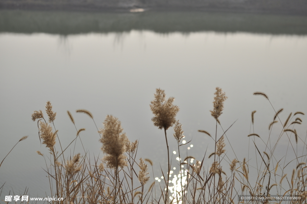 芦苇 池塘