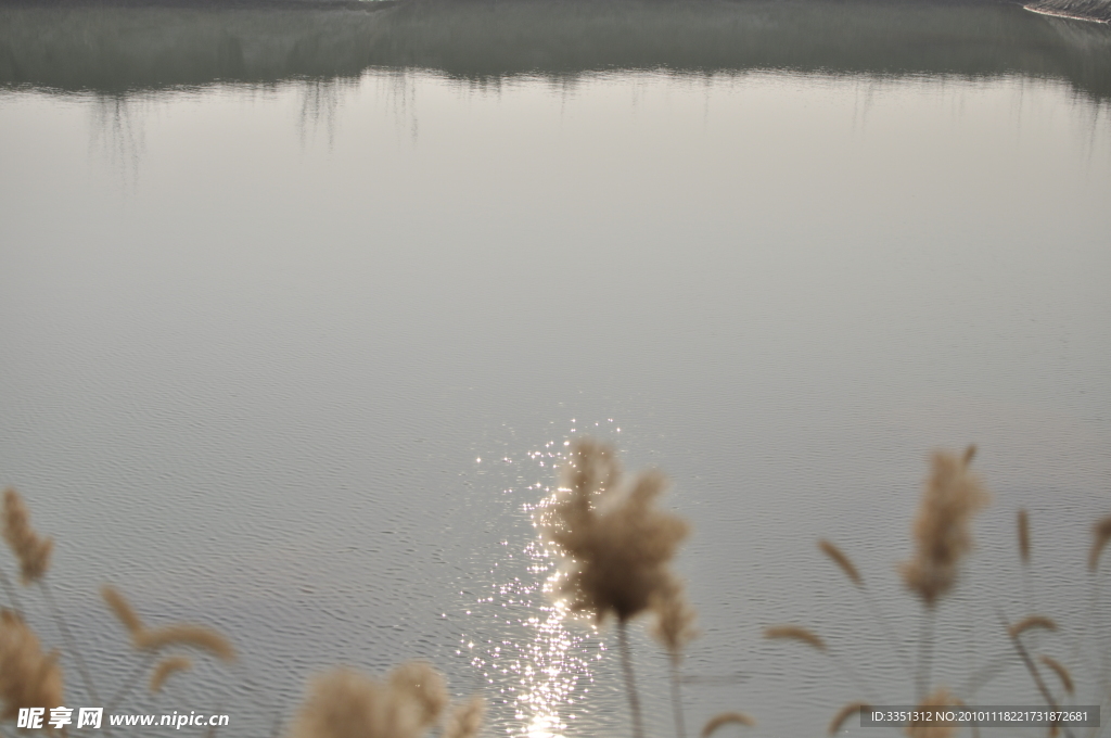 芦苇 池塘
