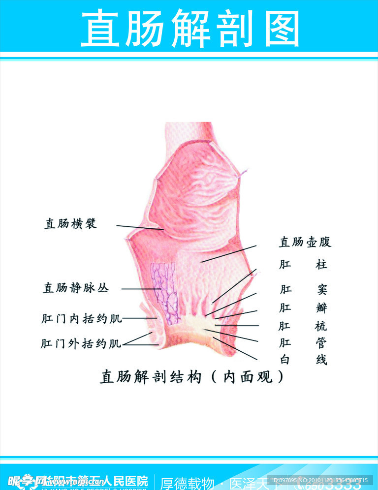 医院解剖挂图
