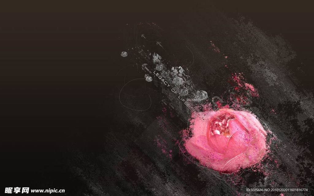 玫瑰素色背景图