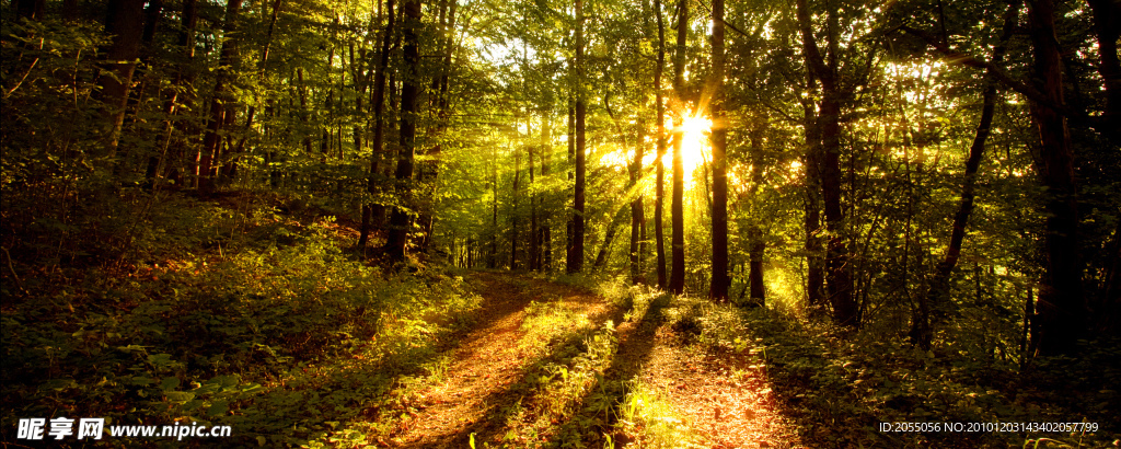 金光闪闪阳光透过山间小路