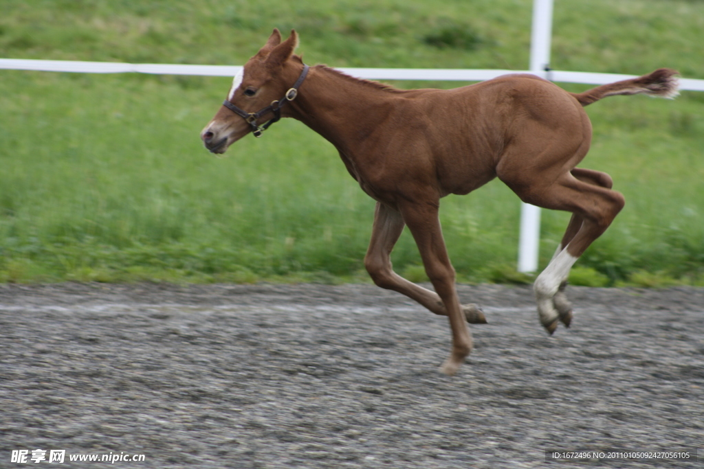 奔跑的小马图片