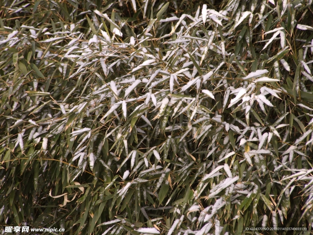 竹叶雪
