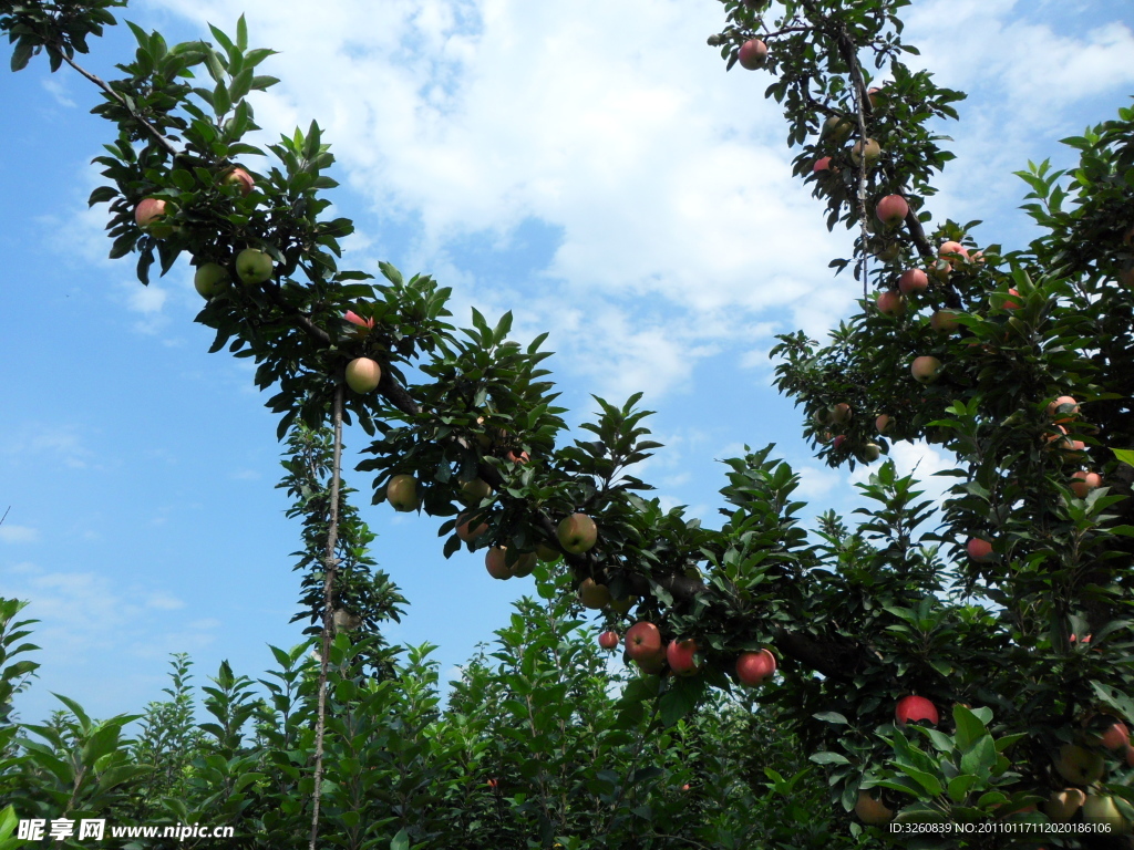 苹果树