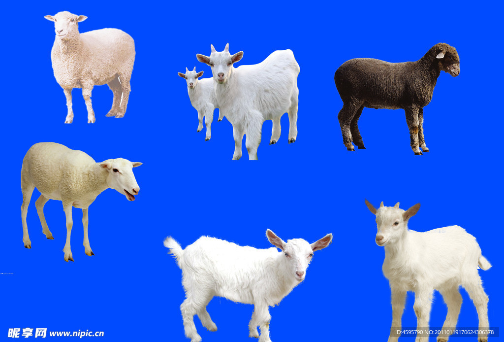 羊分层素材