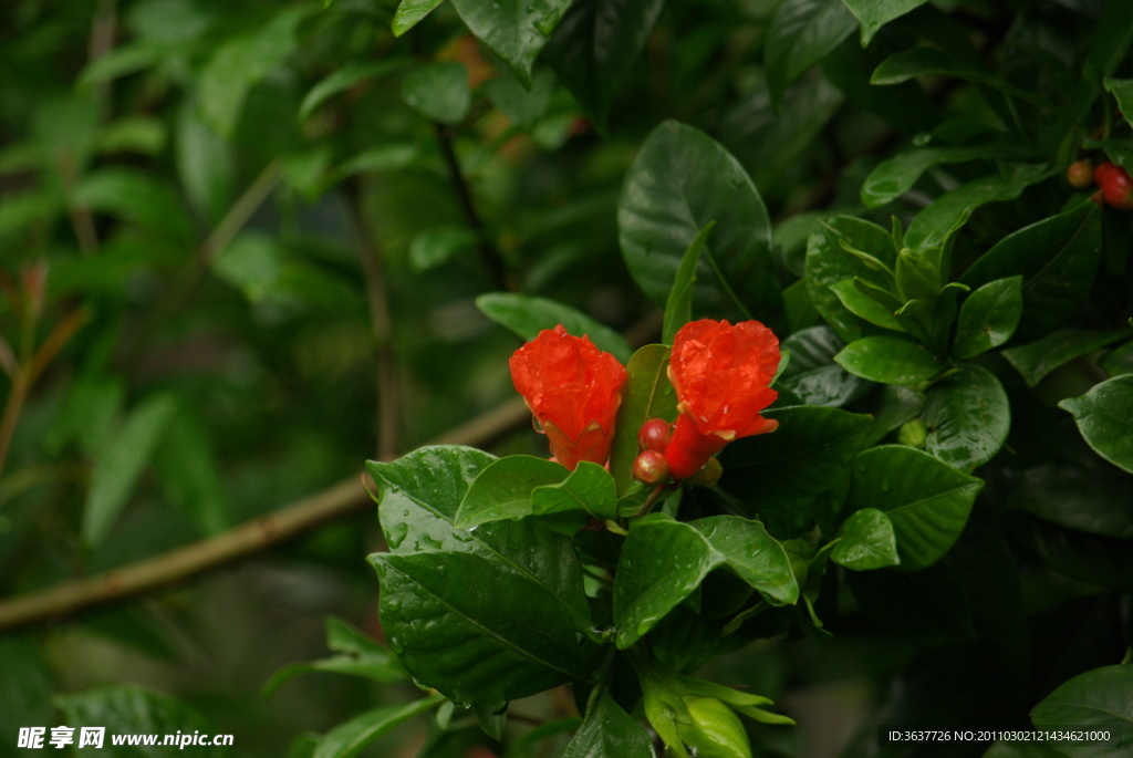 石榴花