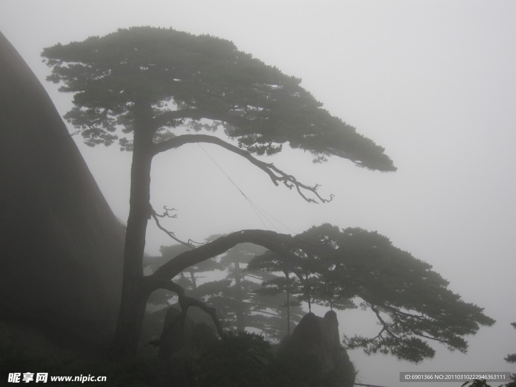黄山迎客松