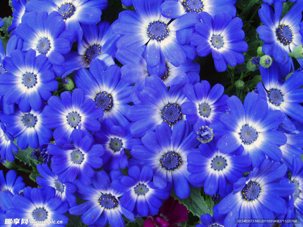 蓝色菊花