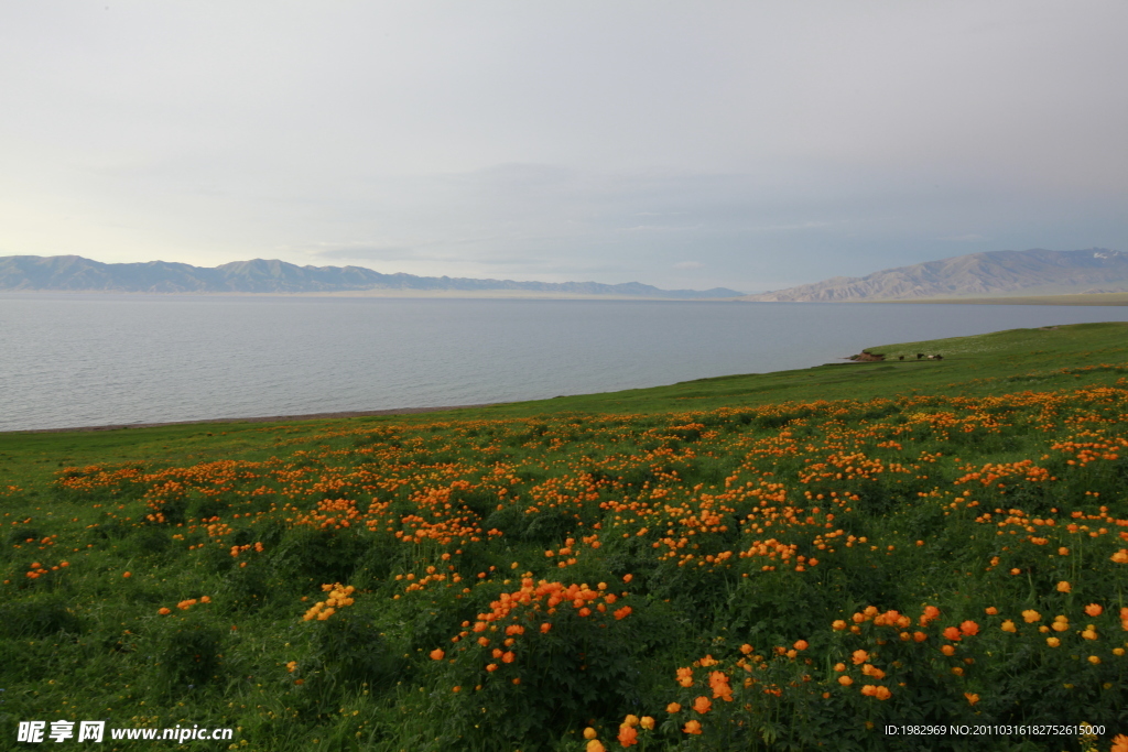 赛里木湖黄花