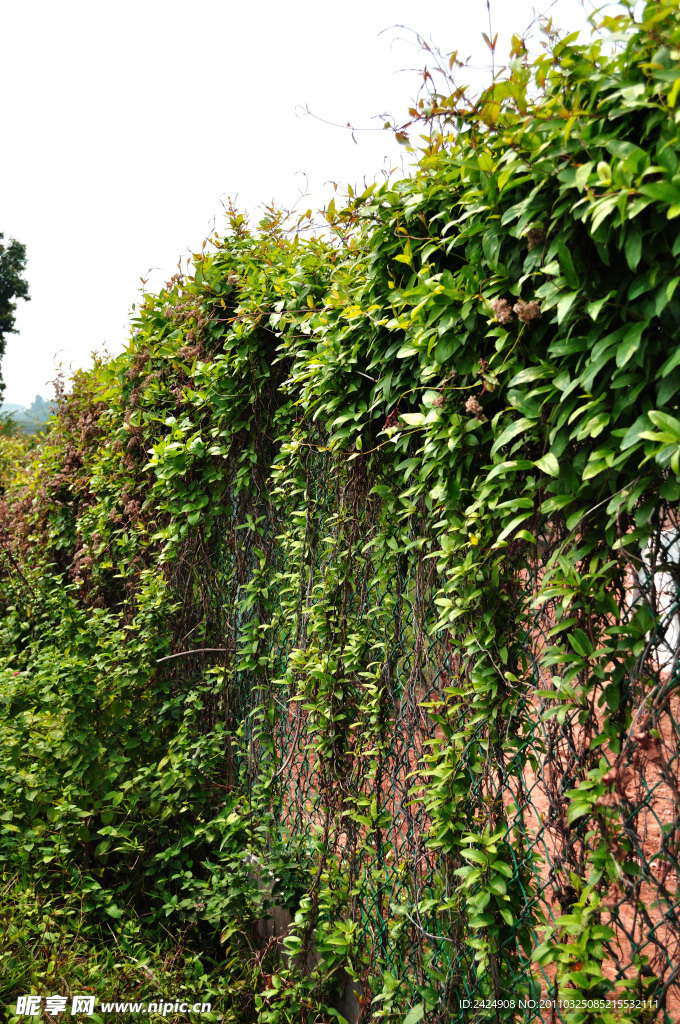春天 藤叶 铁丝网 围墙