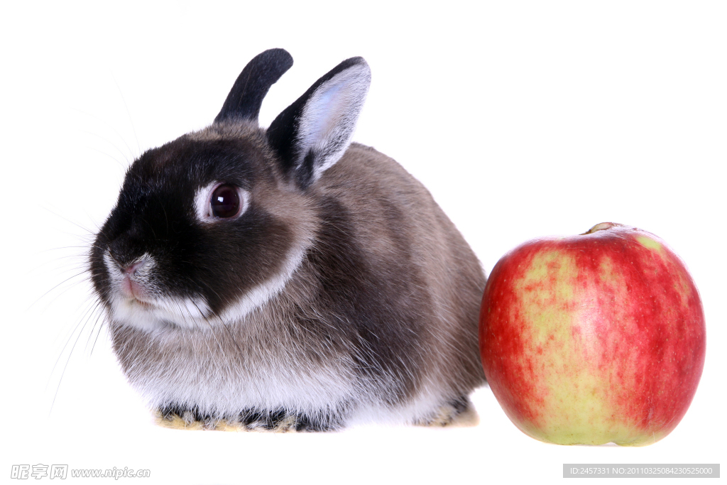 吃苹果的兔子