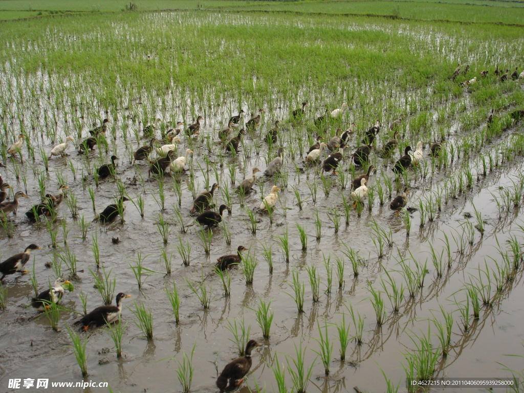 稻田 鸭子