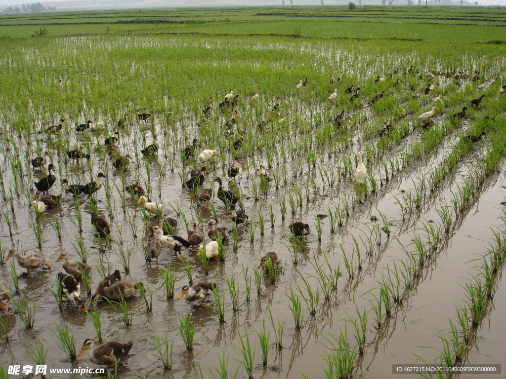 鸭子 稻田