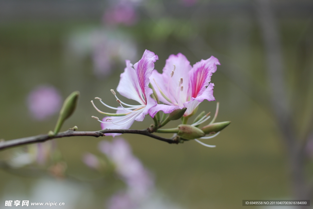 紫荆花 花 春天