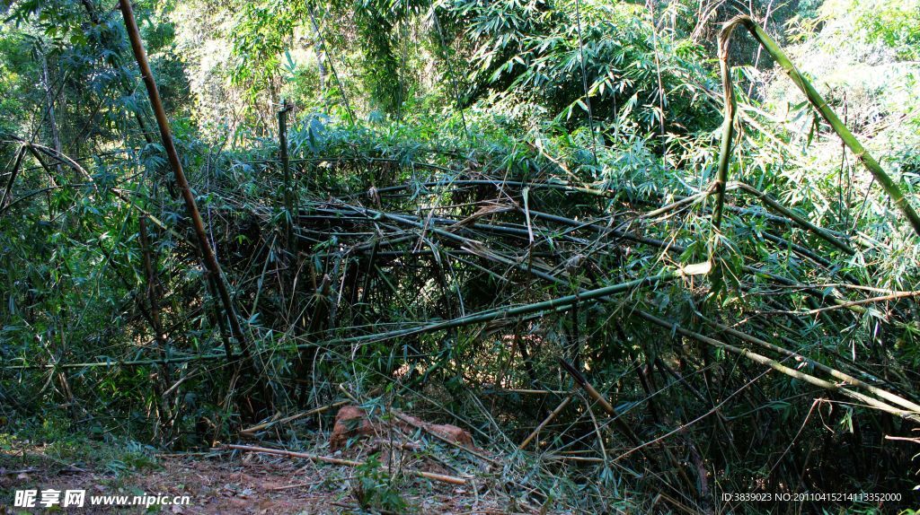 野象踩踏的竹林